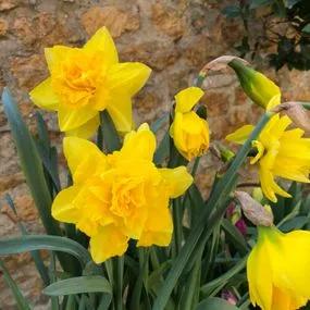 Golden Ducat Daffodil (Narcissus Golden Ducat) Img 4
